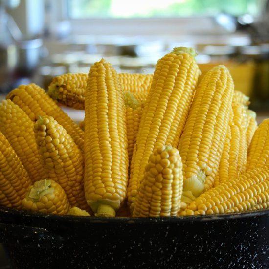 SWEET CORN